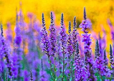 宇宙最强动作顾问？甄子丹曾为《鬼武者3》担任动作指导